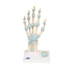 Hand Skeleton Model with Ligaments & Carpal Tunnel